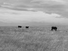 TONY SINISGALLI photography collection