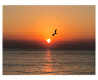 TONY SINISGALLI photography collection