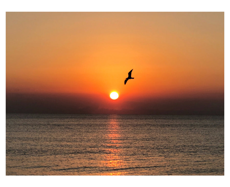 TONY SINISGALLI photography collection
