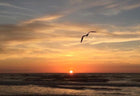 TONY SINISGALLI photography collection