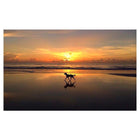 TONY SINISGALLI photography collection