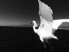 TONY SINISGALLI photography collection